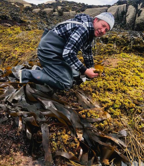 Wildcrafted Seaweed Harvesting Ireland